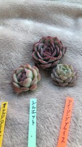 四国造園で買ってきた多肉植物たち