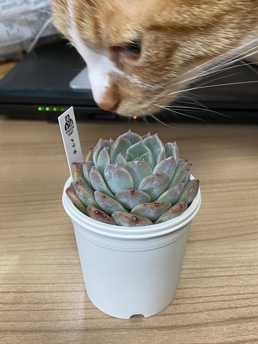 阿見にある四国造園で購入したメテオ