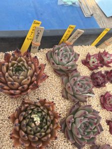 四国造園に売ってた多肉