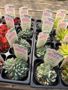 多肉植物の楽園四国造園