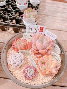 目を引く四国造園の多肉