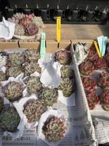 四国造園の多肉植物