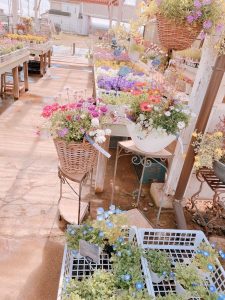 いろんなお花が並ぶ四国造園