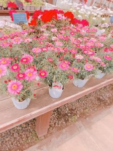 四国造園で売っているお花たち