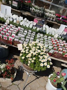 常総市の堀越農園はいろんな植物が売られていた