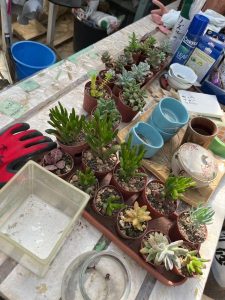 常総市の堀越農園は多肉植物が安かった