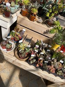 常総市の堀越農園にある「多肉ハウス」に並んでいる多肉植物たち