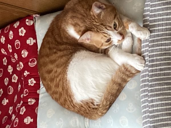 ひんやり猫座布団