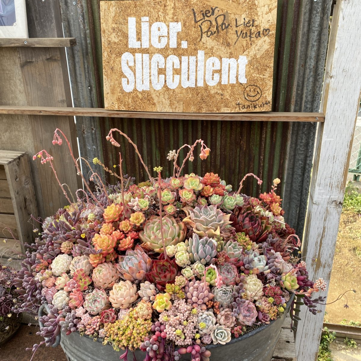 四国造園のかっこいい寄せ植え