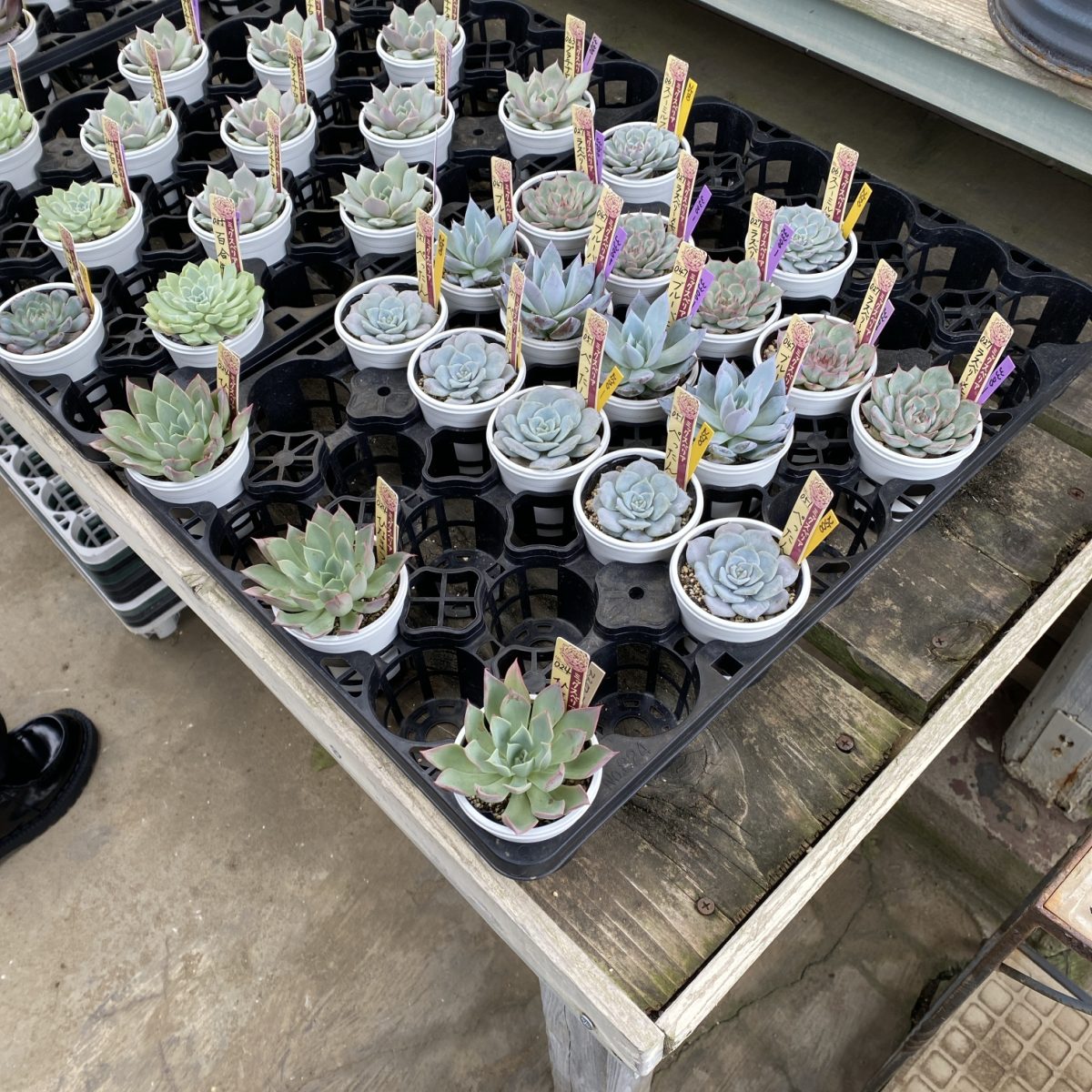 25年10月に四国造園で販売されていたおらいさん苗たち