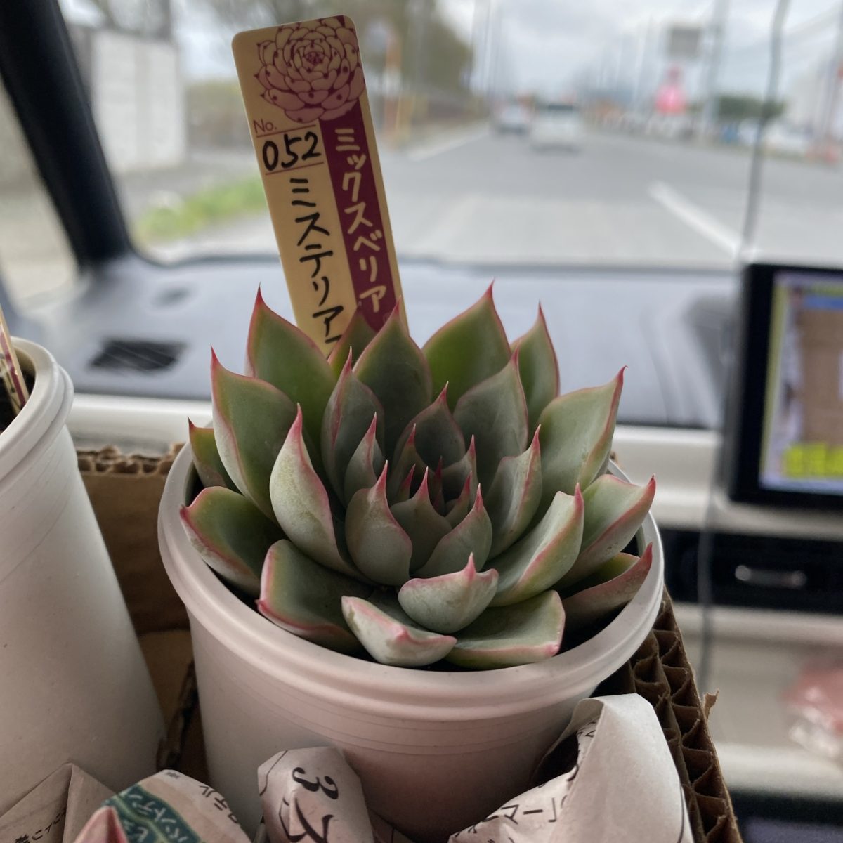 ミステリアスグラスを阿見町の四国造園で購入した（おらいさん）