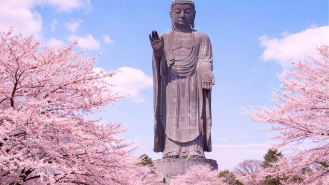牛久大仏と桜コラボ