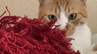 猫の毛がたくさんとれる