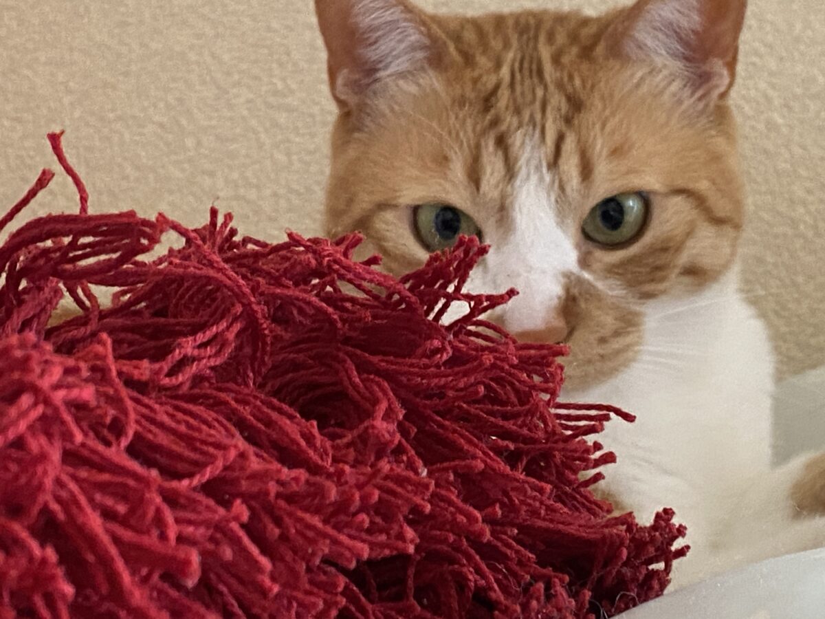 猫の毛がたくさんとれる