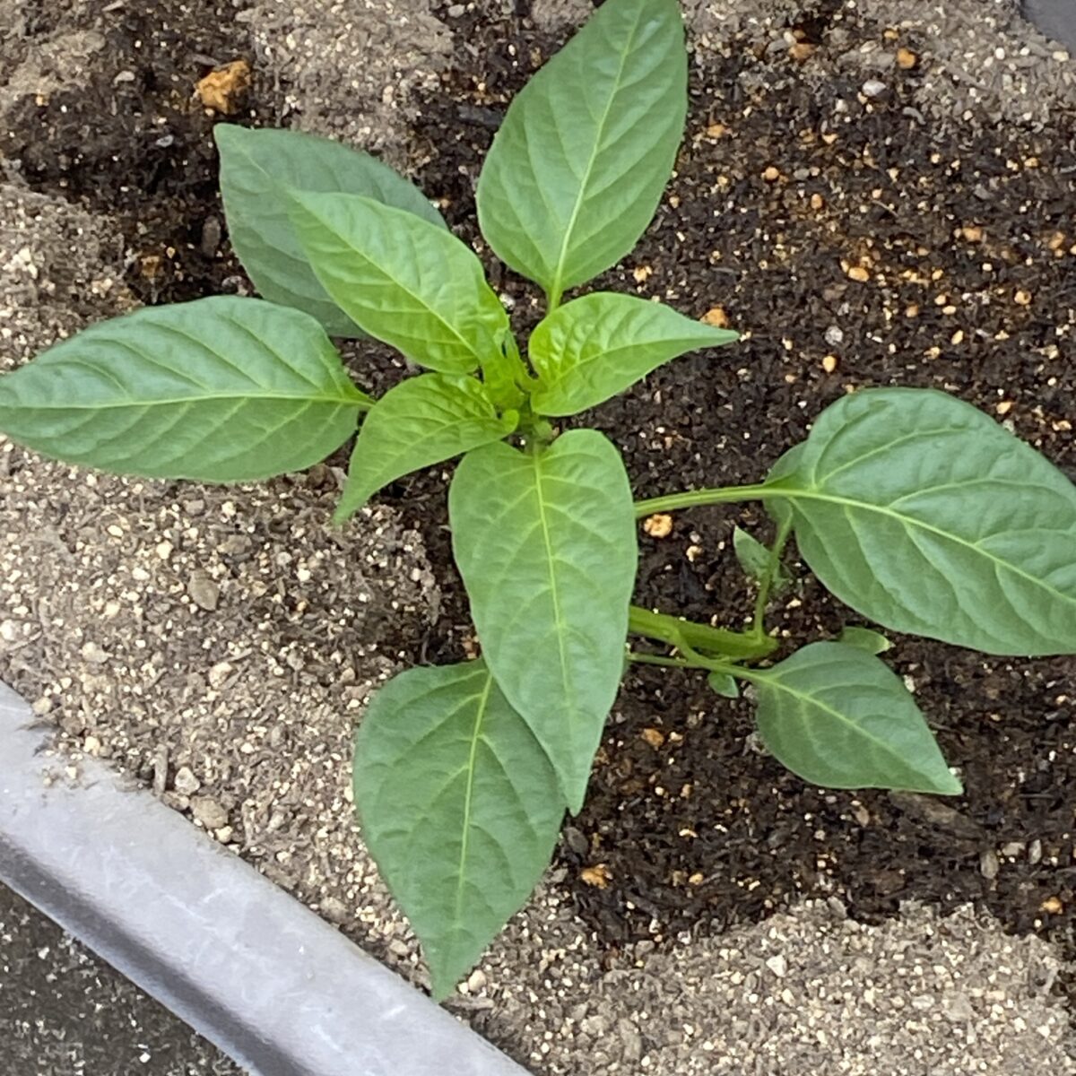 2026年茨城県南でピーマン家庭栽培やってる