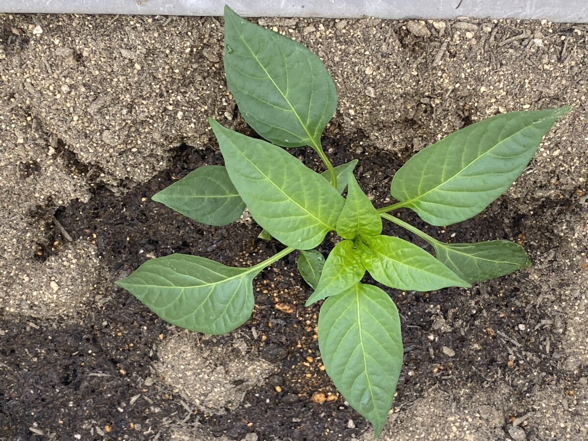 ピーマンをプランターに植えたばかり