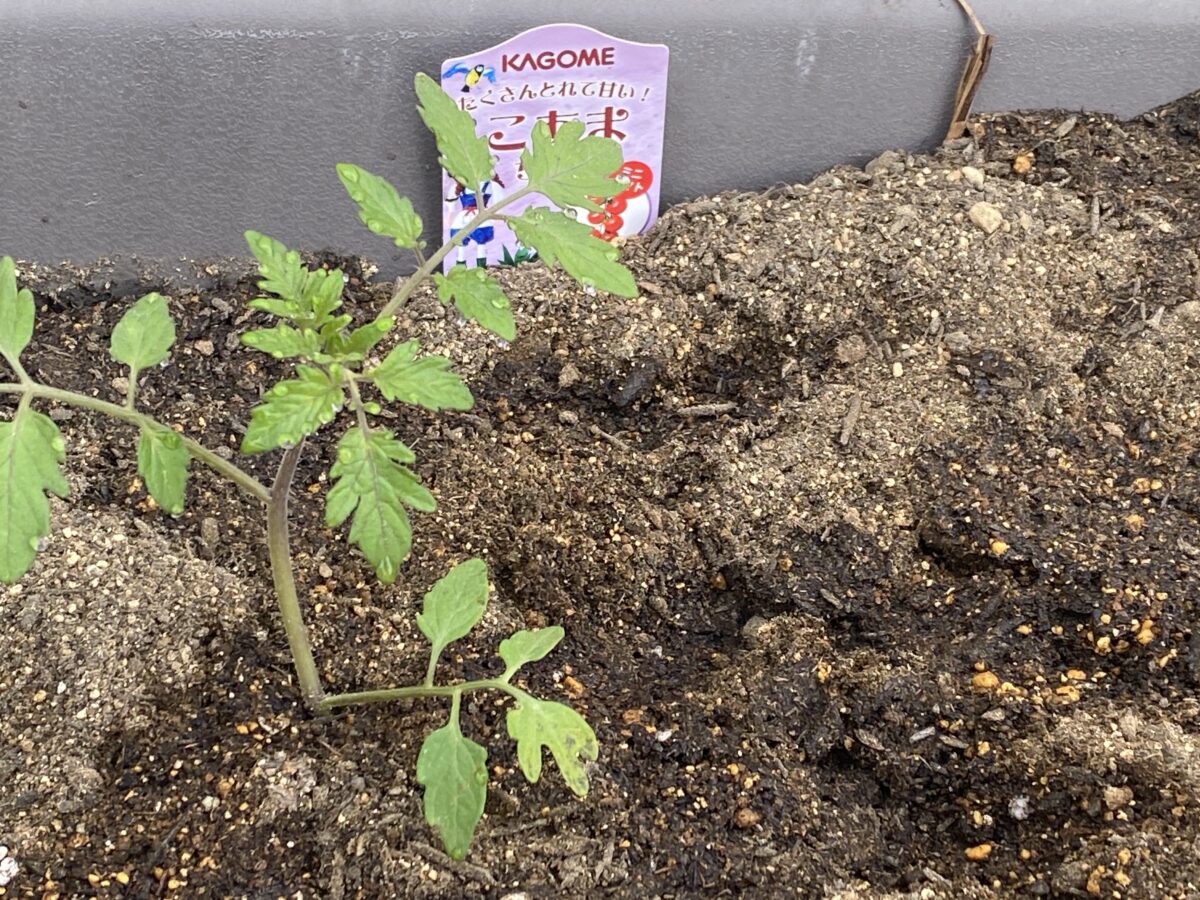 植え付け日のミニトマト