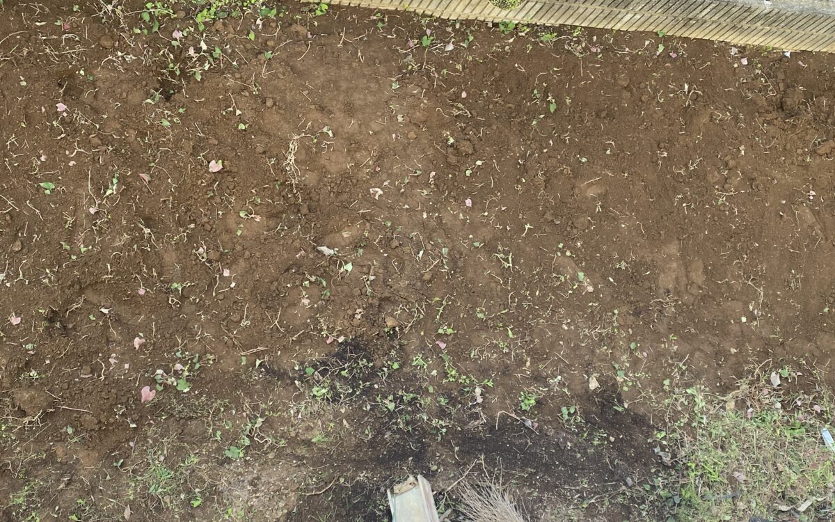 どくだみの切れた茎だらけの庭