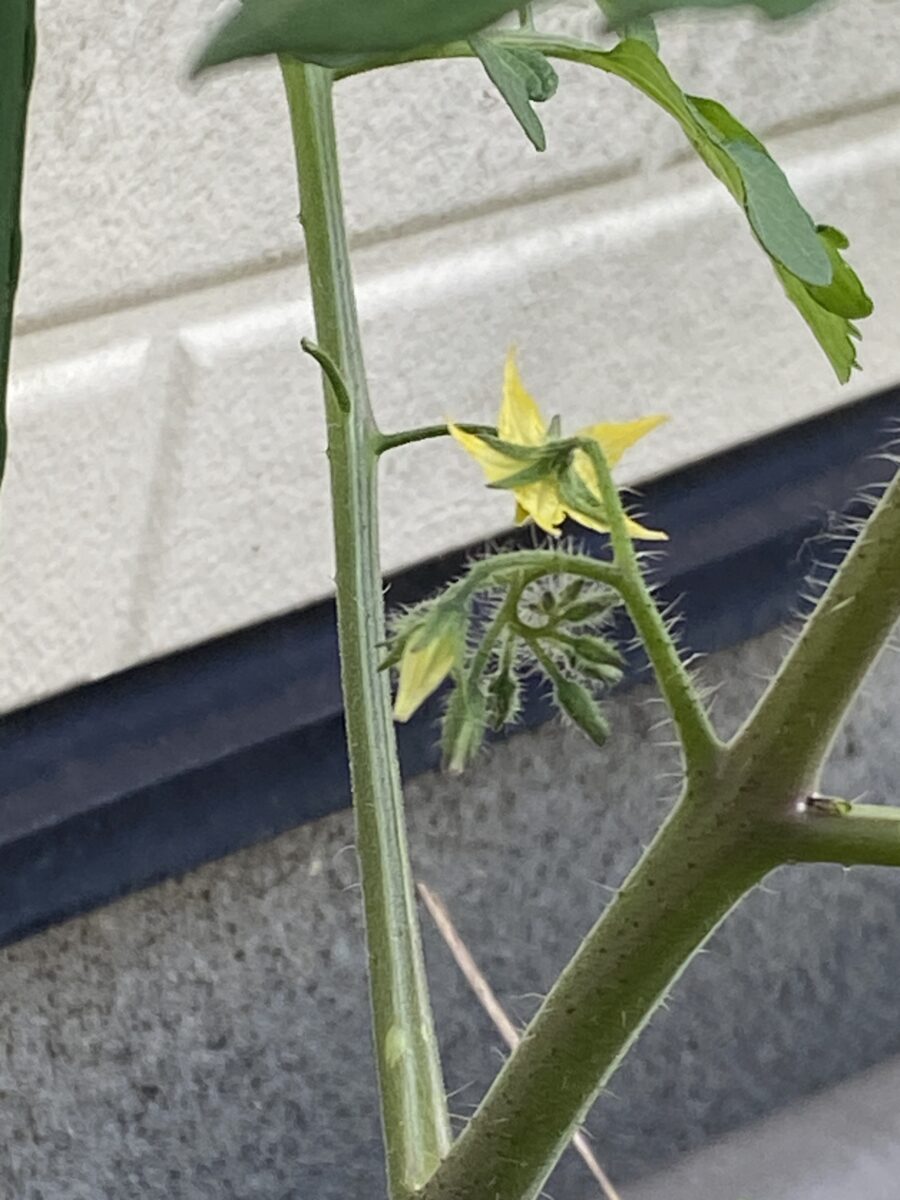 ミニトマトこあまちゃん栽培。お花が咲いた
