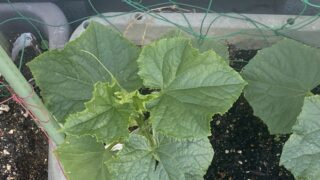 キュウリ栽培の様子