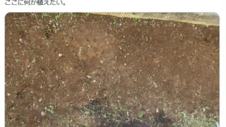 どくだみが生い茂る裏庭を草むしりした