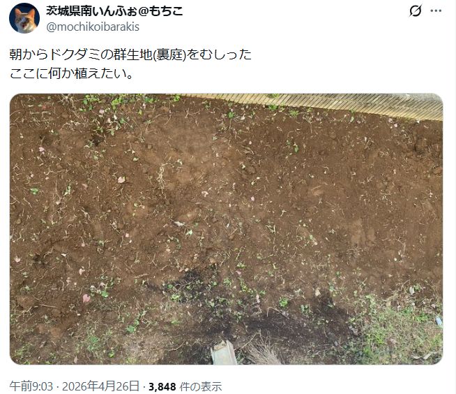 どくだみが生い茂る裏庭を草むしりした
