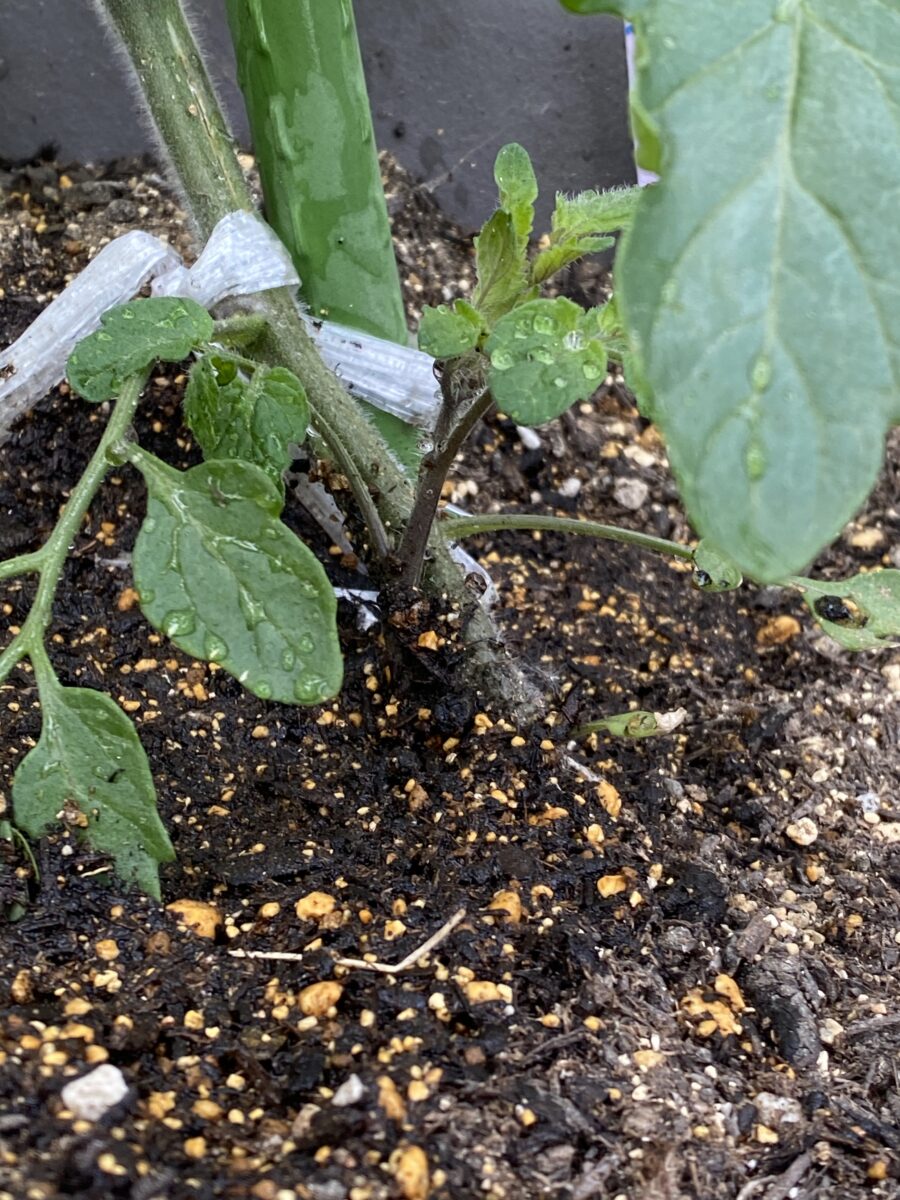 脇芽が生えてきた折れたミニトマトの苗