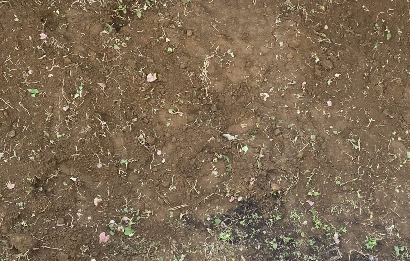 庭のどくだみだらけの雑草くさむしり