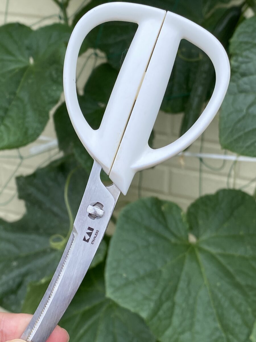 どくだみはキッチンはさみで駆逐