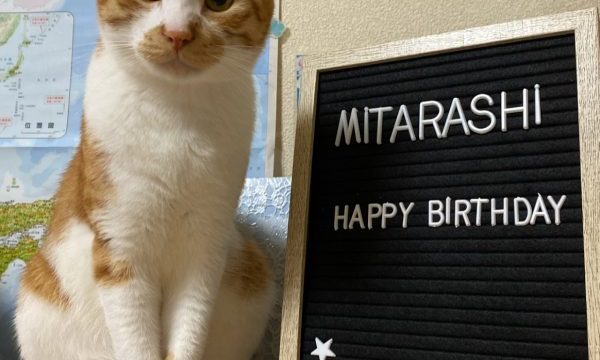 みたらし猫誕生日おめでとう