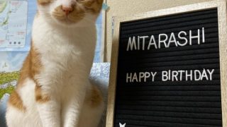 みたらし猫誕生日おめでとう
