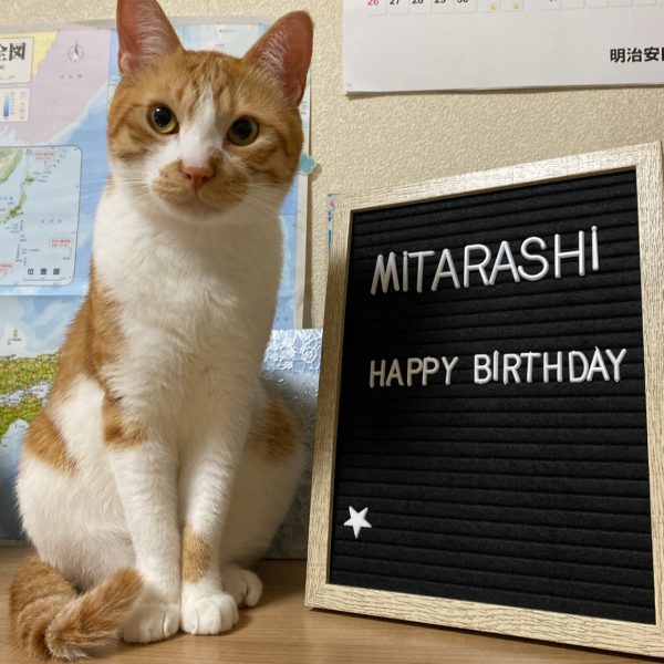 みたらし猫誕生日おめでとう
