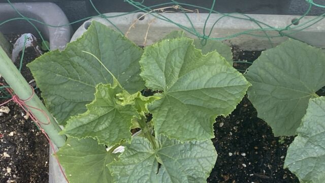 キュウリ栽培の様子