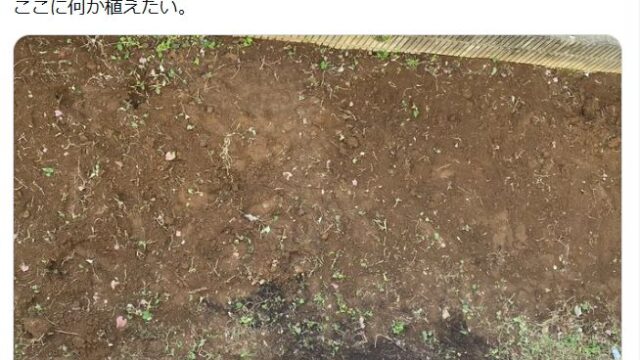 どくだみが生い茂る裏庭を草むしりした