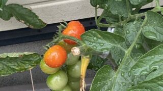 ミニトマトたくさんなった