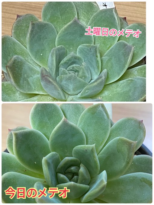 大きくなったメテオ