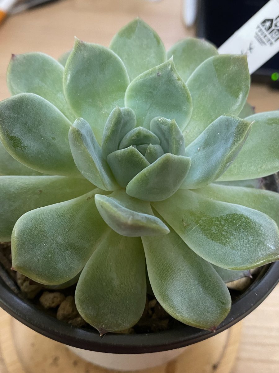 成長期のメテオ（多肉植物）