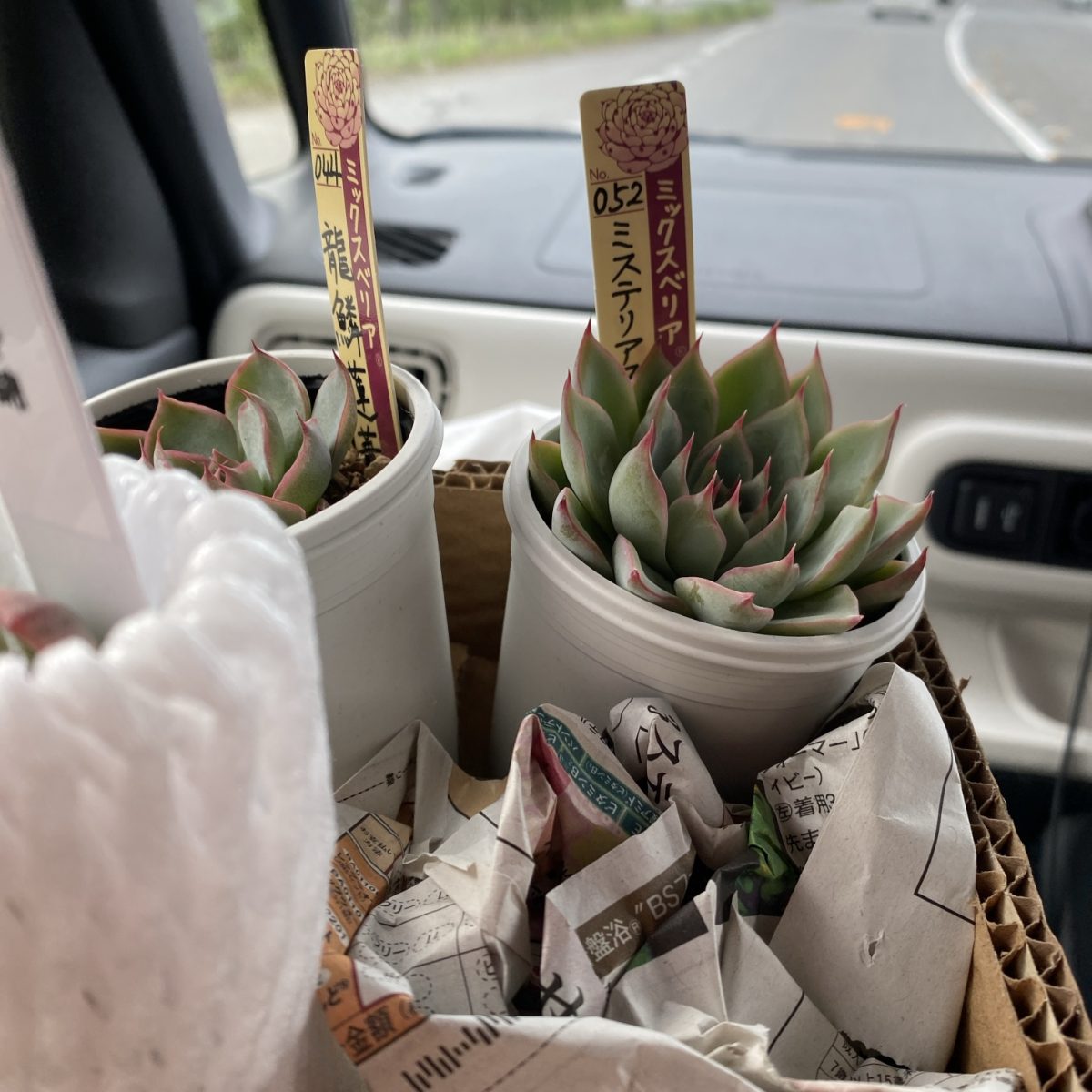 25年10月四国造園で購入した多肉植物たち