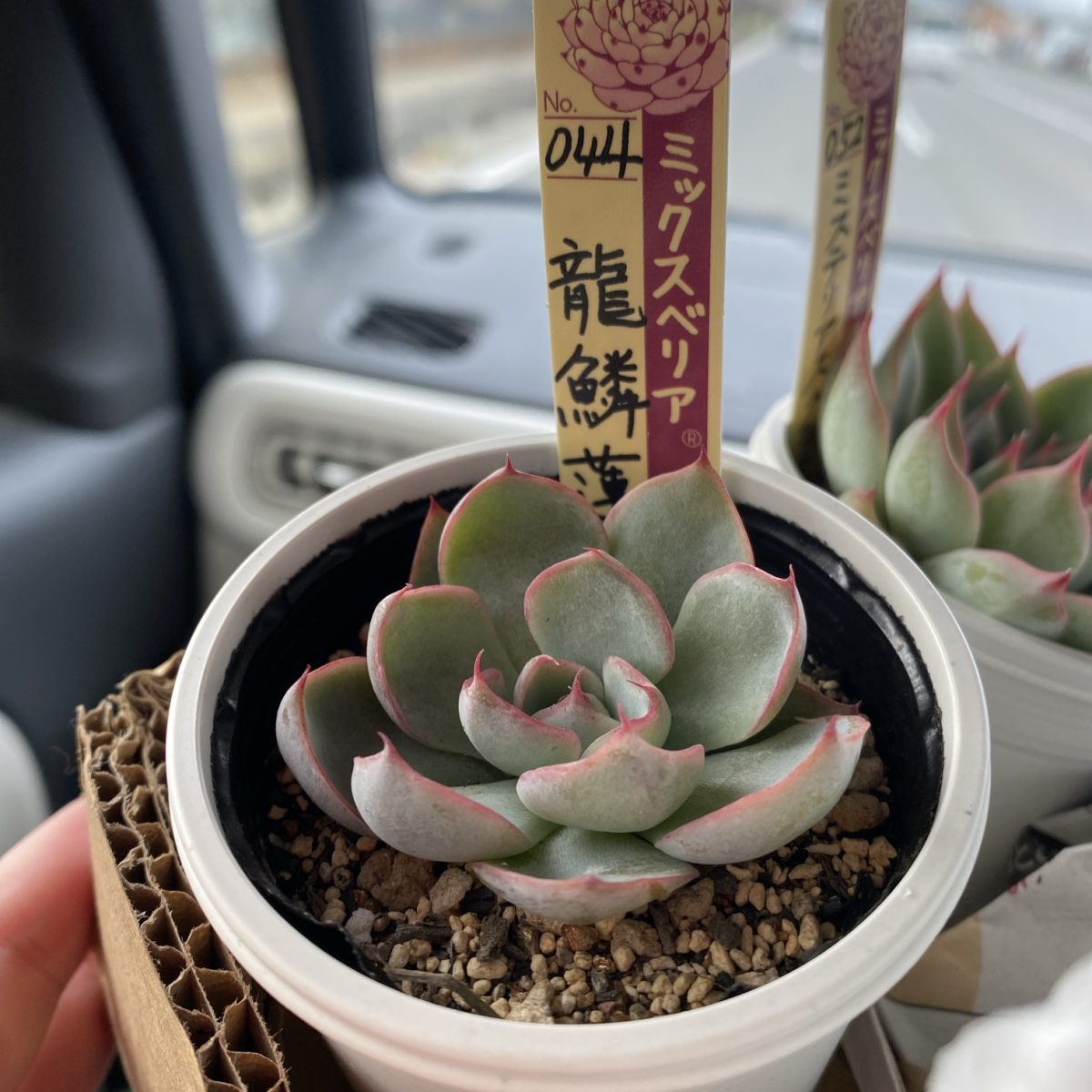 四国造園で購入したおらいさん「龍鱗蓮華」